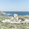 Fleurs de Bach pour chiens et chats : ce que les comportementalistes animaliers recommandent vraiment
