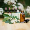 Graines de coriandre : bienfaits, usages en cuisine et équilibre émotionnel