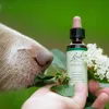 Infusion de sauge : bienfaits, clarté mentale et soutien des fleurs de Bach