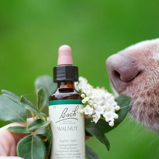 Les bienfaits de la fleur de Bach centaurée : une aide précieuse pour l'équilibre émotionnel