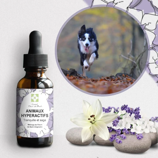 Conseil fleur de Bach® - Elixir Floraux Animaux hyperactifs- Un Mélange Efficace - Apaiser, canaliser et Calmer Votre Chien ou Votre Chat 30ML, Lot de 2