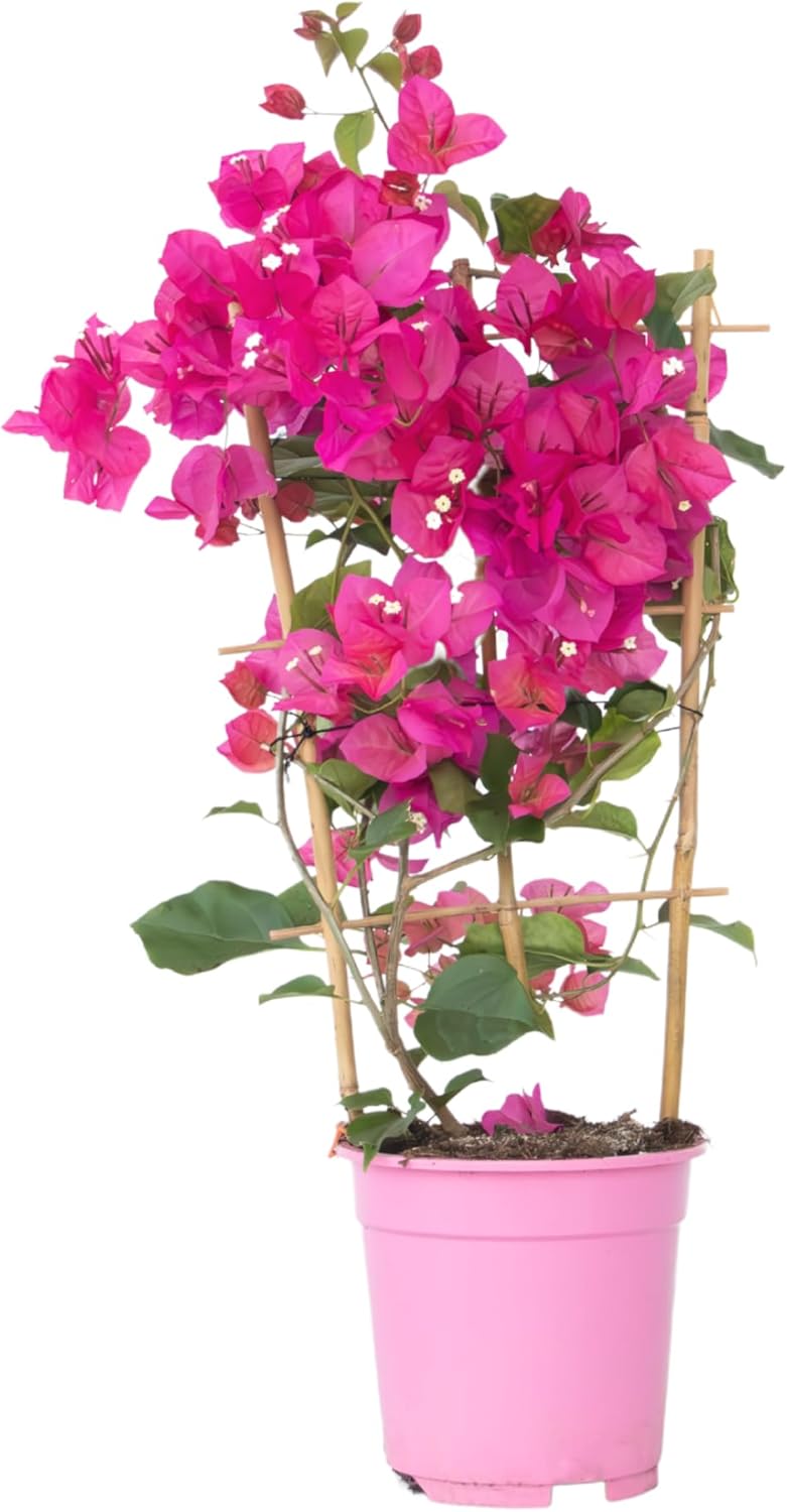 Bougainvillée - Bougainvillée sur support - Fleurs roses - Plante grimpante - Plante de jardin - Pot 17cm - Hauteur 50-60cm