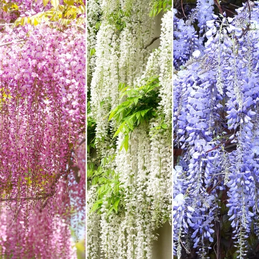 Mélange Glycine - 3 Plants - Arbuste rustique et grimpant à fleurs caduques