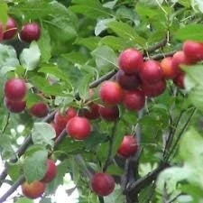 Vegherb Mirabelle Prunus cerasifera/Myrobalan - Graines 8+