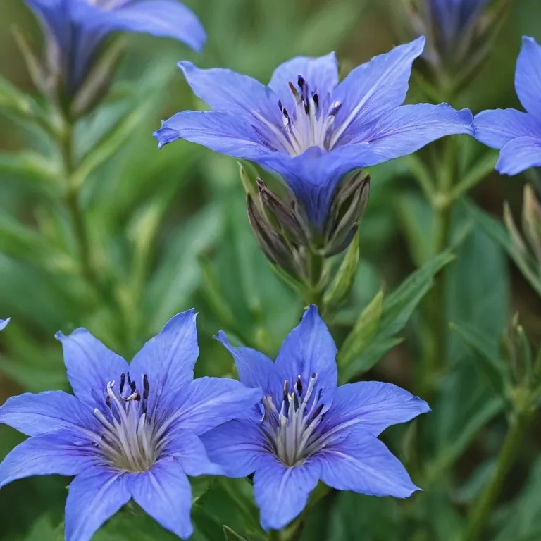 Les bienfaits de la gentiane dans les fleurs de Bach