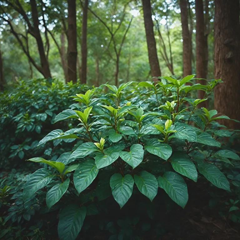Les bienfaits de la plante griffonia simplicifolia