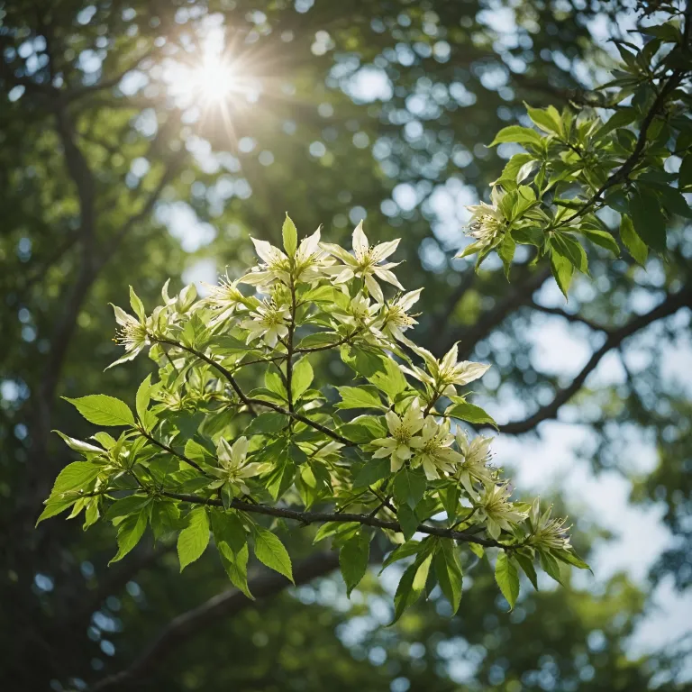 Tout savoir sur la feuille de châtaigne en fleur de Bach : bienfaits et utilisations