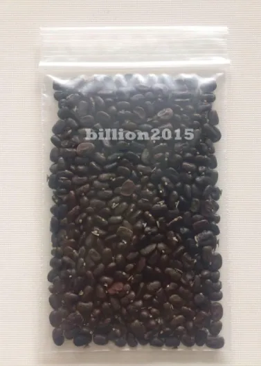 Germination Les graines: 100 graines Papillon Bleu Pois, Clitoria ternatea, Asie Pigeonwings, Thai Biologique