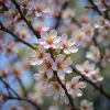 Cherry plum : comprendre son rôle et ses bienfaits en fleur de Bach