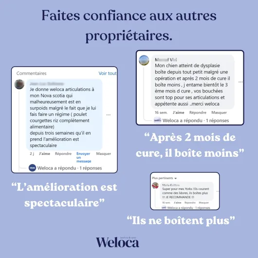 Arthrose Chien - 120 compléments Premium - 11 Actifs puissants hautement dosés (Moule Verte, harpagophytum, chondroïne, Glucosamine) - Anti-arthrose, mobilité retrouvée - Formule vétérinaire