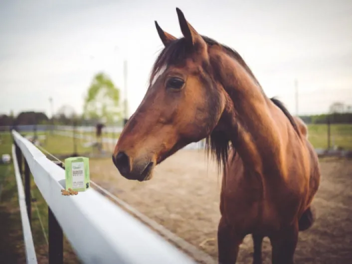 Dés de sucre de canne et fleurs de Bach pour chevaux peureux, stressés et craintifs Pour les concours, les entraînement ou les voyages
