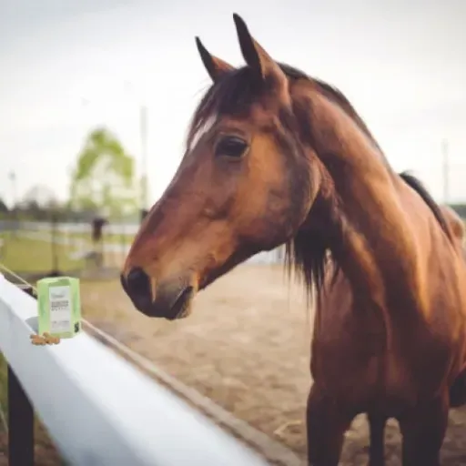 Test dés de sucre de canne aux fleurs de Bach Pasalus : le petit calmant « douceur » pour chevaux stressés