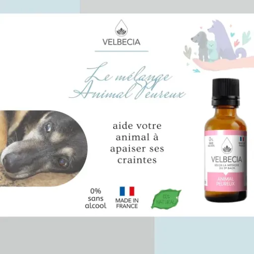 Test Velbecia Animal peureux : des gouttes pour détendre les chiens flippés (mais pas tous)