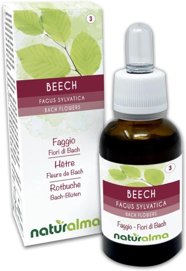 Beech ou Hêtre (Fagus sylvatica) Fleurs de Bach Naturalma - Gouttes 30 ml - Extrait liquide sans alcool - Essences florales - Vegan et sans alcool