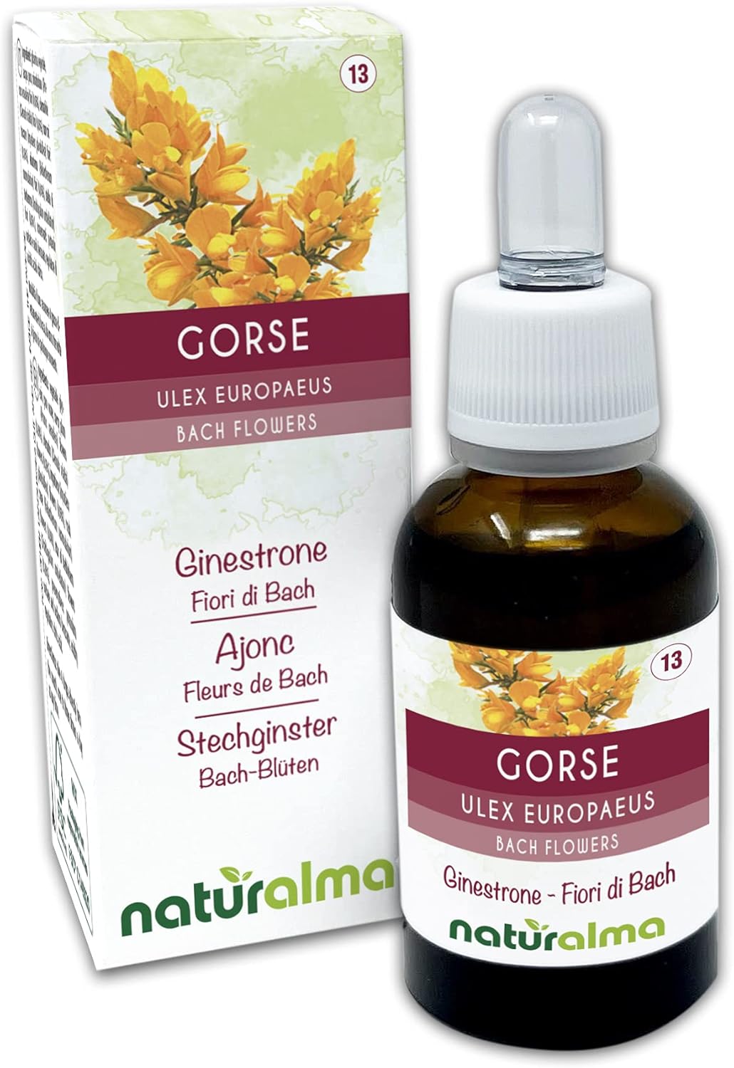 Gorse ou Ajonc (Ulex europaeus) Fleurs de Bach Naturalma - Gouttes 30 ml - Extrait liquide sans alcool - Essences florales - Vegan et sans alcool